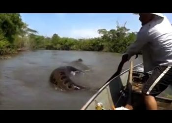 Watch jaw-dropping video of man trying to catch gigantic anaconda
