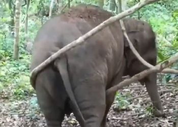 Video of baby elephant trying to swing in the forest is the cutest thing you will see today