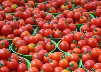 Tomato price