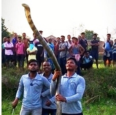 10-foot king cobra rescued from this Dhenkanal village, read details