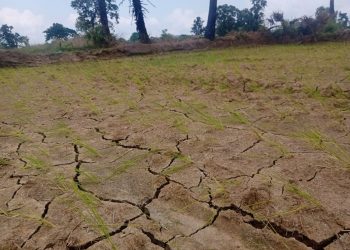 Drought spectre stalks Sonepur farmers