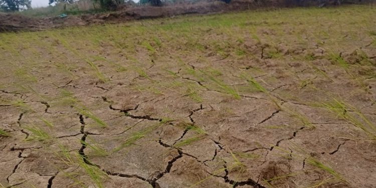 Drought spectre stalks Sonepur farmers