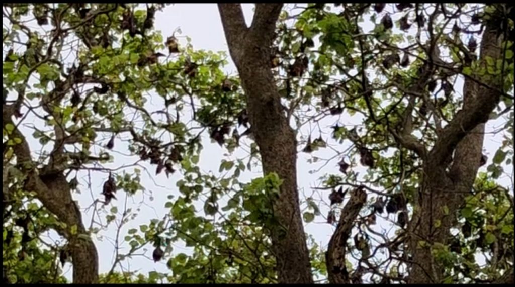 Even if ‘bats’ are blamed for ‘coronavirus’, these villagers in Odisha’ Keonjhar protect them