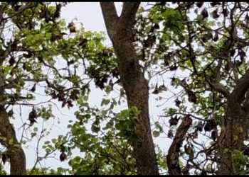 Even if ‘bats’ are blamed for ‘coronavirus’, these villagers in Odisha’ Keonjhar protect them