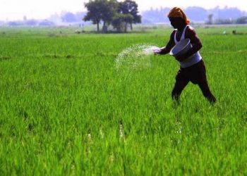Fertilizer crunch takes toll on farming in Bolangir