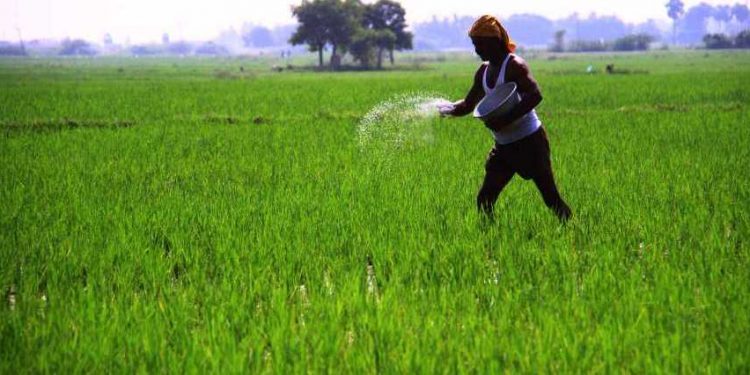 Fertilizer crunch takes toll on farming in Bolangir