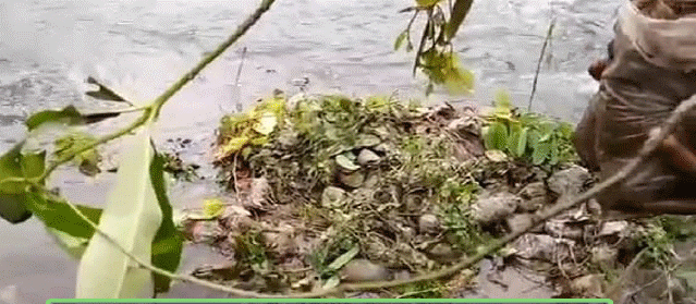 Hundreds of tree saplings found dumped in Keonjhar’s Kusei river, irked locals demand probe