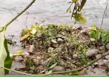 Hundreds of tree saplings found dumped in Keonjhar’s Kusei river, irked locals demand probe