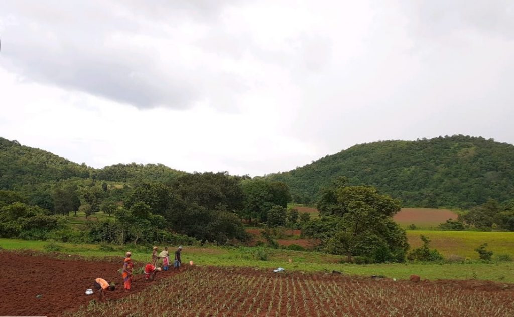 Millet Mission striking roots in Malkangiri