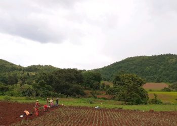 Millet Mission striking roots in Malkangiri