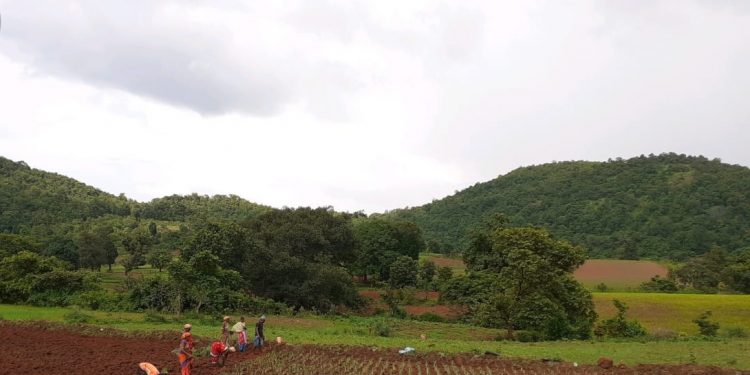 Millet Mission striking roots in Malkangiri