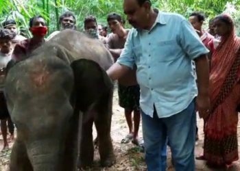 Rescued jumbo calf dies in Odisha’s Mayurbhanj
