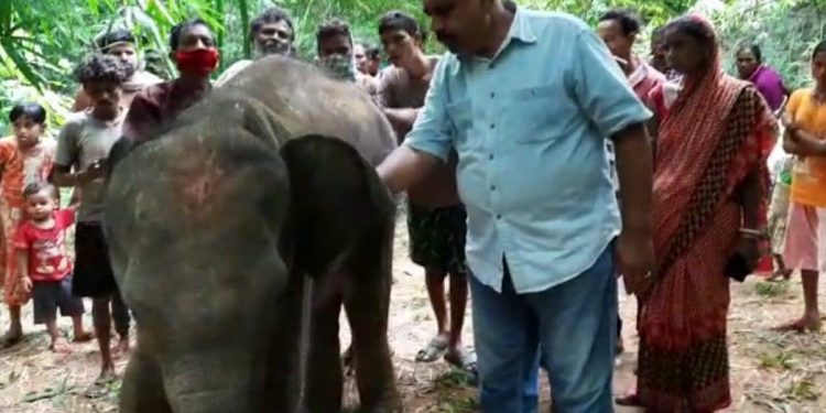 Rescued jumbo calf dies in Odisha’s Mayurbhanj