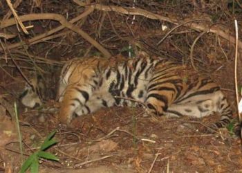 Tiger repopulation project in Satkosia comes a cropper