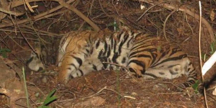 Tiger repopulation project in Satkosia comes a cropper