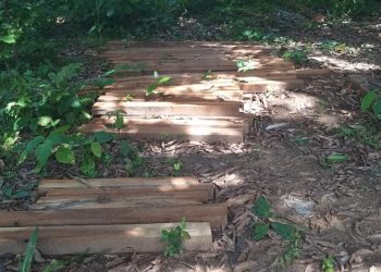 Timber smuggling rampant in Dhenkanal as forest department looks away 