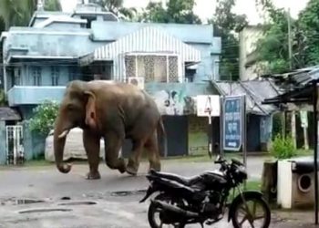 Tusker roaming freely in Odisha’s Baripada town leaves residents baffled
