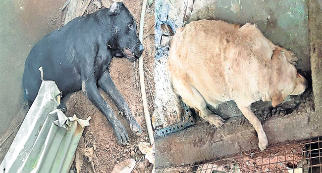 Two Labrador dogs take on cobra, sacrifice lives to save master’s life; read on for details