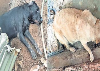 Two Labrador dogs take on cobra, sacrifice lives to save master’s life; read on for details