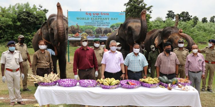 World Elephant Day being observed at Nandankanan Zoological Park