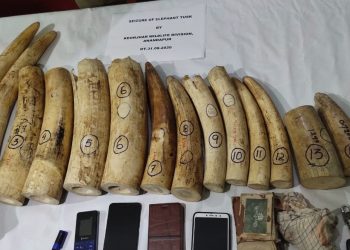 14 elephant tusks worth Rs 10 lakh seized in a major haul in Keonjhar