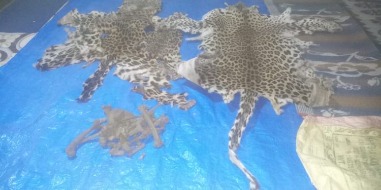 4 arrested for allegedly smuggling leopard skin in Nabarangpur