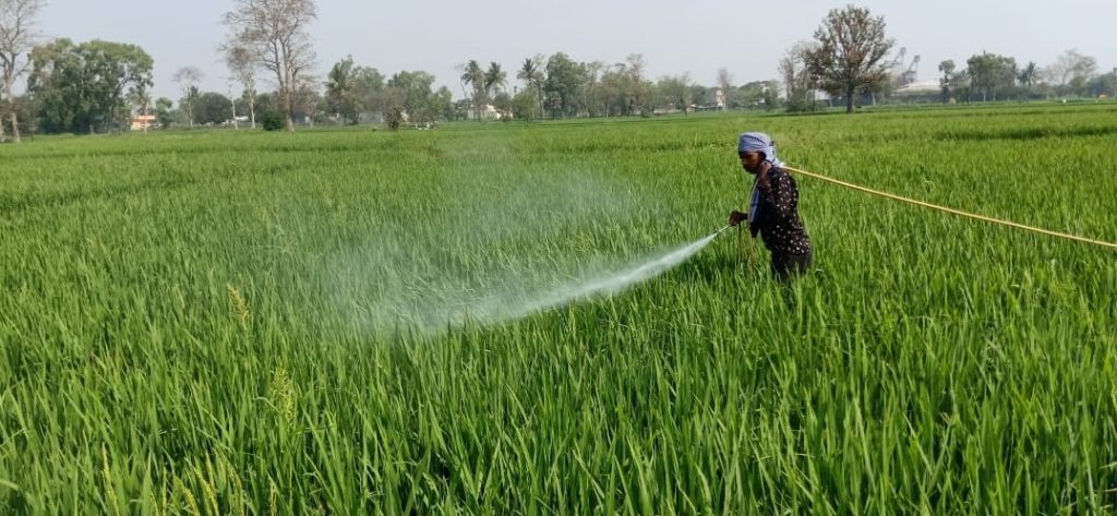 Bargarh Pest attack on paddy spreads; pesticide ineffective