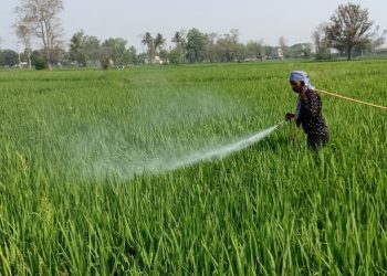 Bargarh Pest attack on paddy spreads; pesticide ineffective