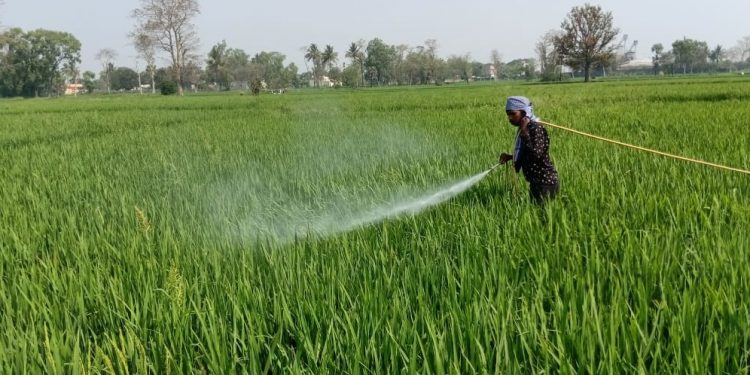 Bargarh Pest attack on paddy spreads; pesticide ineffective