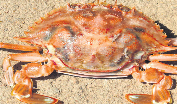 Believe it or not! Lord Narasingha’s image spotted on crab shell