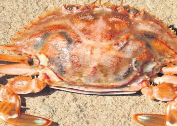 Believe it or not! Lord Narasingha’s image spotted on crab shell