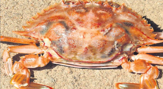 Believe it or not! Lord Narasingha’s image spotted on crab shell