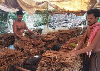 COVID-19 outbreak transforms idol maker to successful mushroom farmer in Khurda