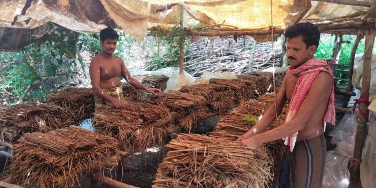COVID-19 outbreak transforms idol maker to successful mushroom farmer in Khurda