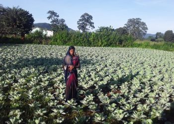 Daringbadi woman scripts success in farming