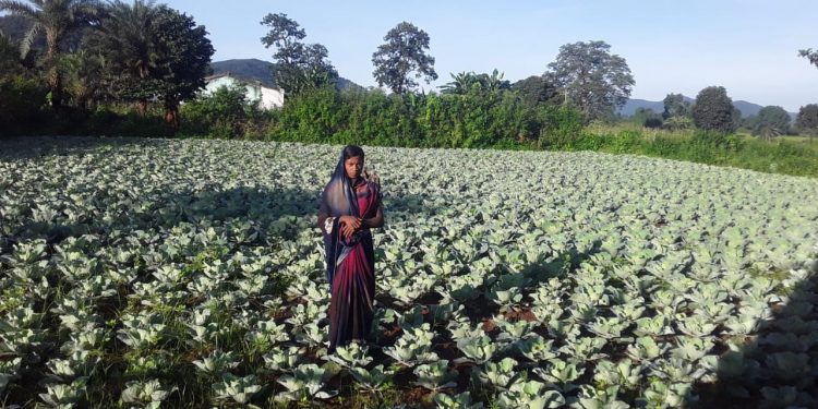 Daringbadi woman scripts success in farming