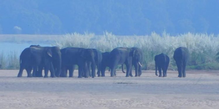 Elephant herd stuck in River Mahanadi; rescue operation underway