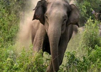 Elephant tramples one to death, injures another in Angul