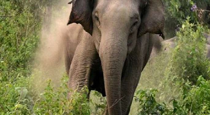 Elephant tramples one to death, injures another in Angul