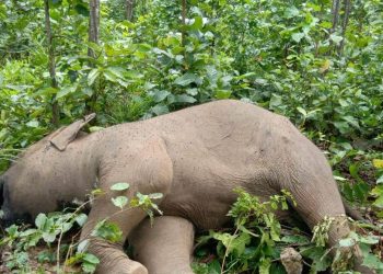 Female elephant calf carcass found in Keonjhar forest, investigation on 