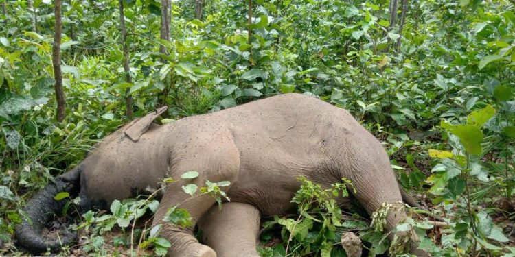 Female elephant calf carcass found in Keonjhar forest, investigation on 