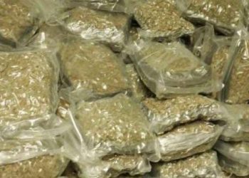 Ganja worth Rs 35 lakh seized in Malkangiri