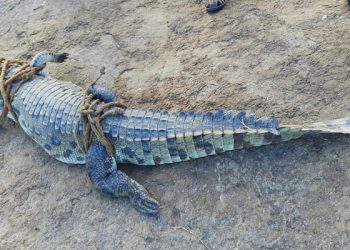 Huge crocodile spotted in paddy field in Ganjam