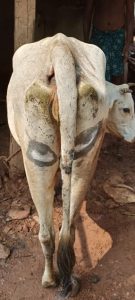 Mayurbhanj cattle