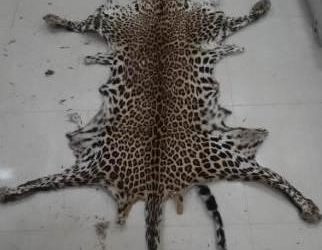 One arrested red-handed while selling leopard skin in Ganjam