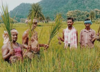 Pest attack worries Boudh farmers