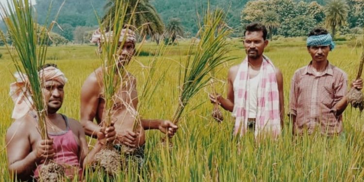 Pest attack worries Boudh farmers
