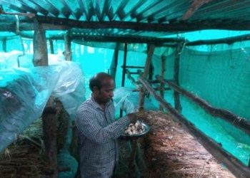 Phulbani man sees fortune in mushroom farming