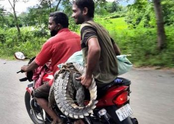 Ranger suspended for ill-treating rescued crocodile in Odisha’s Ganjam