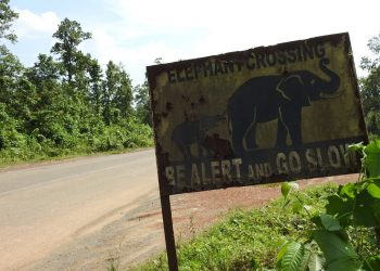 Road expansion in elephant corridor; NGT seeks report